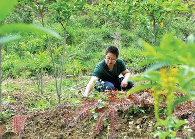 德化縣戀南山黃花遠志茶喜獲海峽兩岸最受歡迎伴手禮獎，推動林業(yè)產(chǎn)品創(chuàng)新發(fā)展